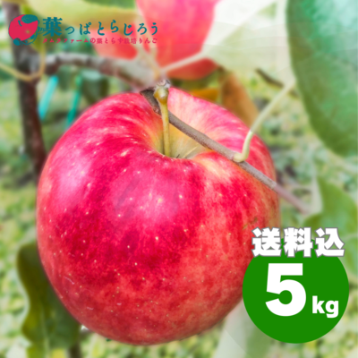 ☆ りんご　さま　専用　☆ jazz りんご (約13.5kg) ニュージーランド産 ジャズ リンゴ 林檎